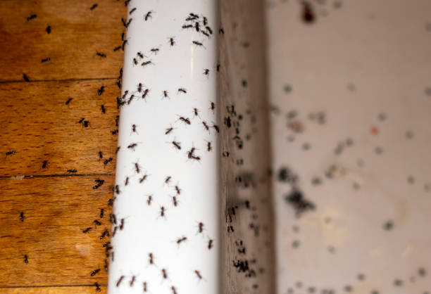 Best Affordable Pest Control Services  in Victoria, MS